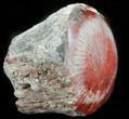 Pennsylvanian Aged Red Agatized Horn Coral - Utah #46742-1